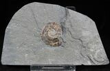 Brilliant Psiloceras Ammonite - England #25804-1